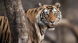 A tiger stands by a tree in Mammals.