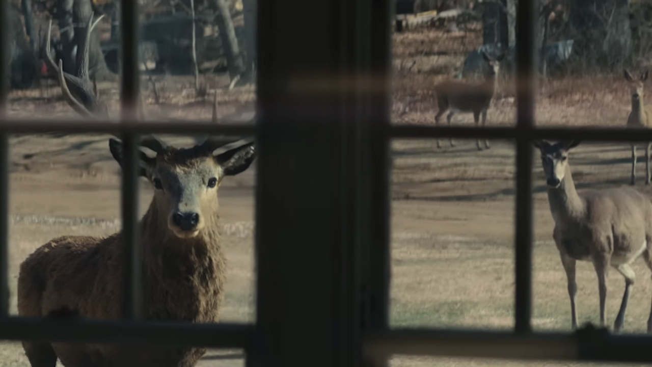 deers starring through a window in Disclosure Day