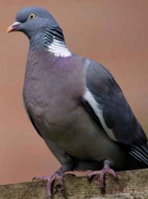 Woodpigeon