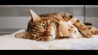 cat lying with teddy bear