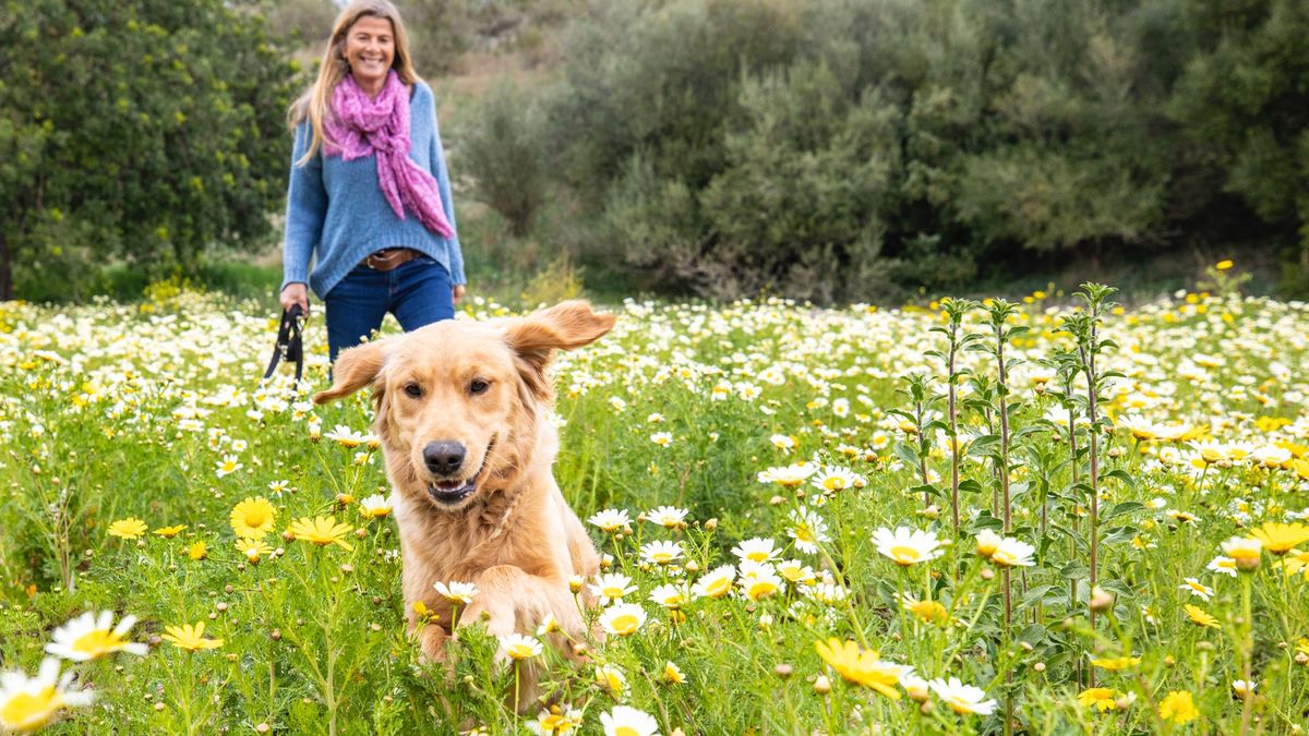 Woman holding leash while Golden Retriever runs through meadow