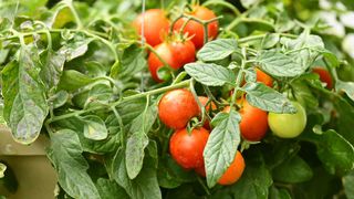 tomatoes growing