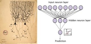 Left: Neurons as drawn circa 1899 by Santiago Ramón y Cajal, the father of neuroscience. Right: Schematic representation of an artificial neural network.