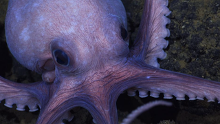A purple octopus glides along the ocean floor in Secrets of the Octopus