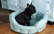 Ochre & Ochre's polka-dot dog bed