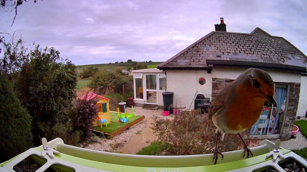 Birdfy Feeder Metal samples