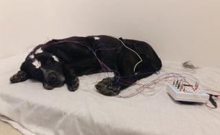 Researchers monitored brain activity of dogs as they slept.