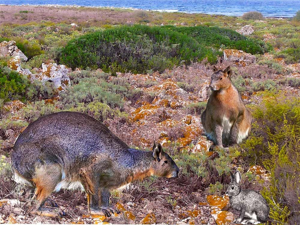 illustration of ancient, giant rabbit