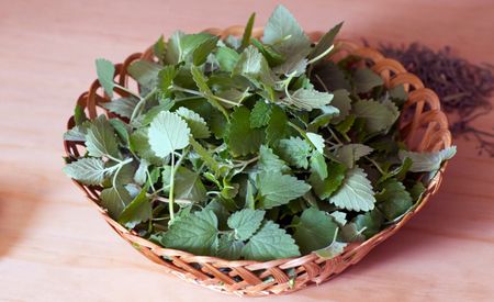 Wooden Basket Full Of Catnip Plant Leaves