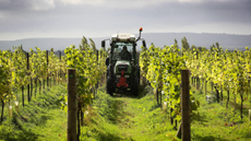 Harvest at the Nyetimber estate, West Sussex