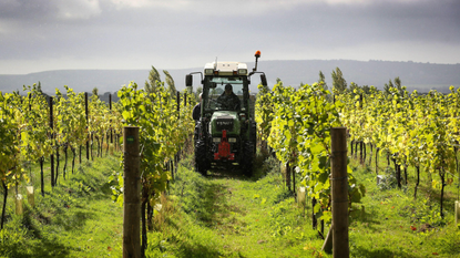Harvest at the Nyetimber estate, West Sussex