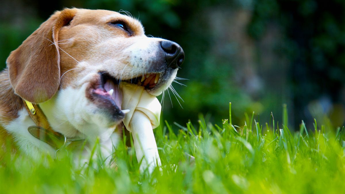 Beagle chewing on a bone