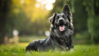 A shaggy black dog lying in the grass with its tongue out and one ear perked up.