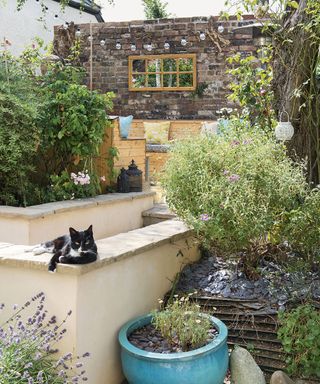 How to keep cats out of your lawn Colin Poole