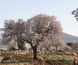 Almond tree with blossom with hillside landscape behind