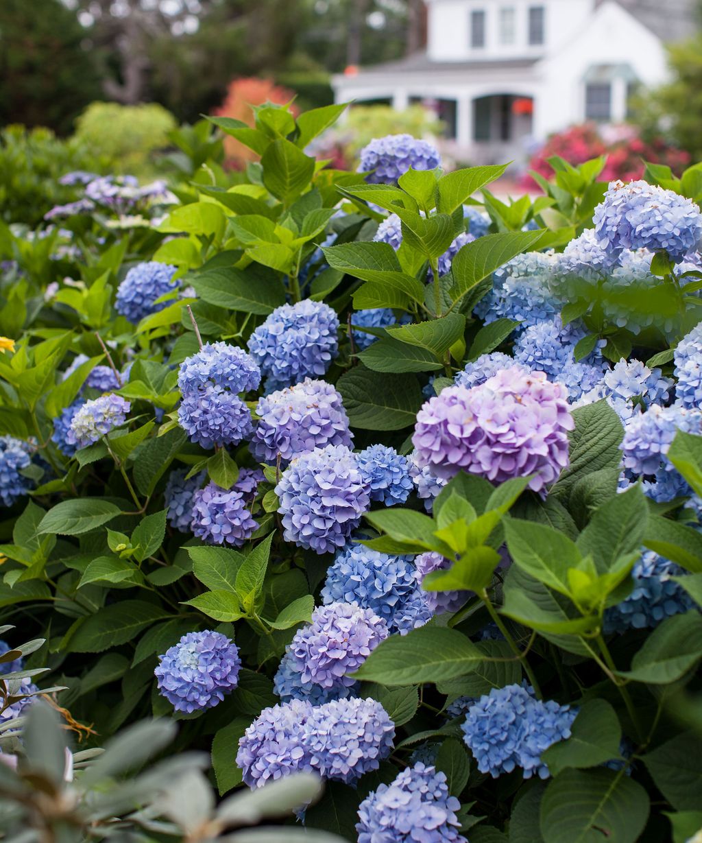 Garden expert reveals why worms can improve your hydrangeas | Gardeningetc