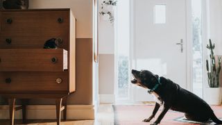 Dog barking at cat