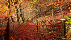 Red and orange autumnal foliage 