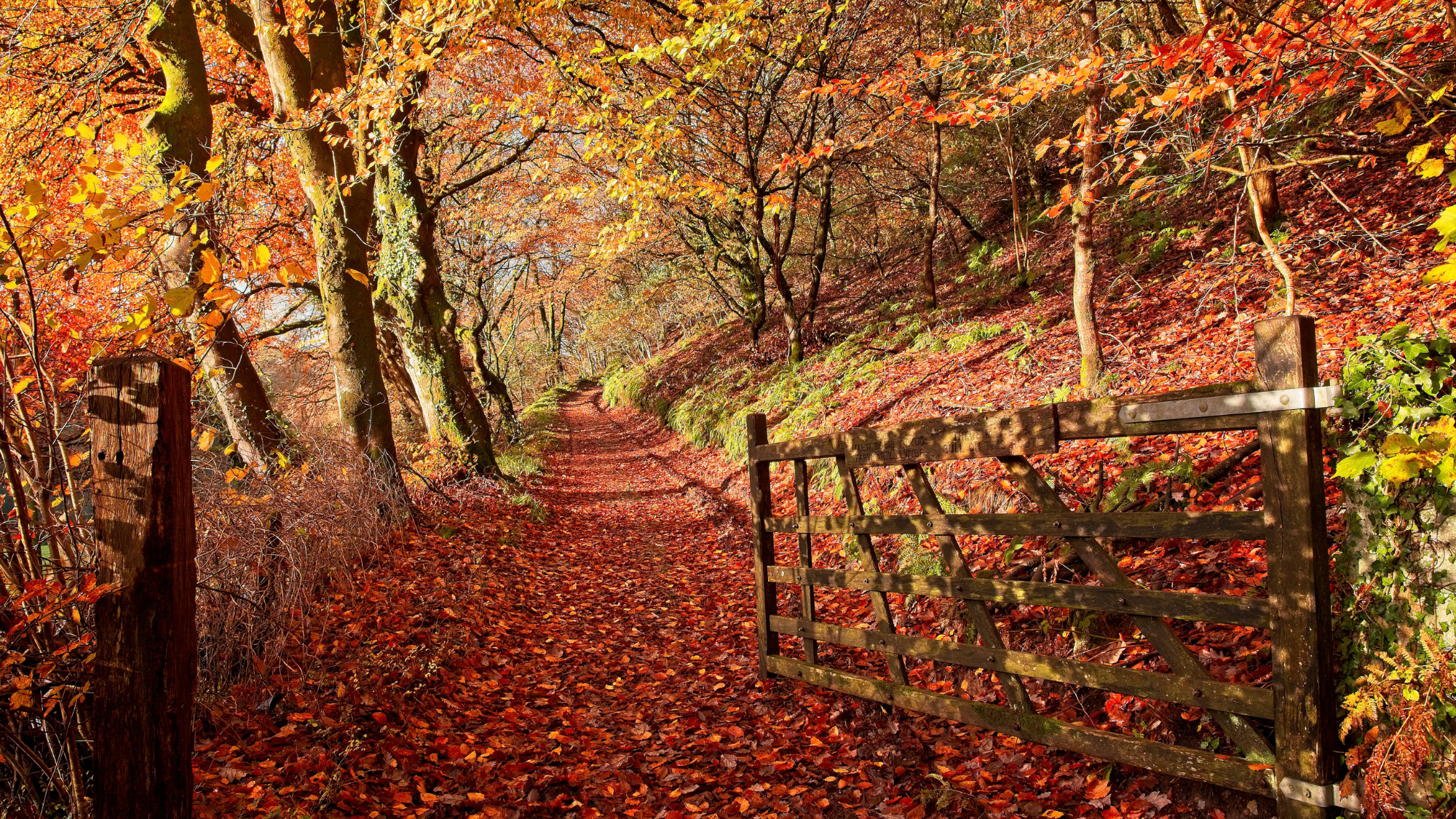 Red and orange autumnal foliage 
