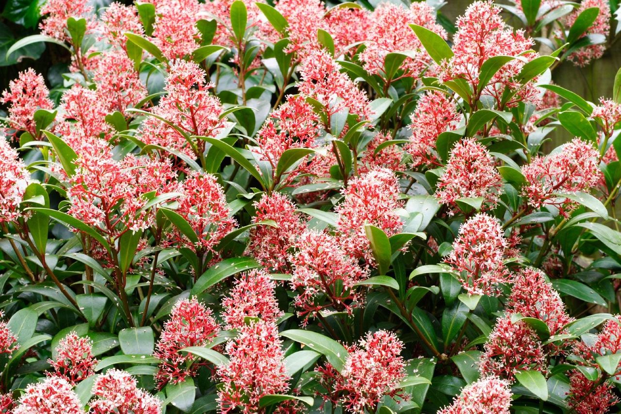 Japanese Skimmia Shrubs