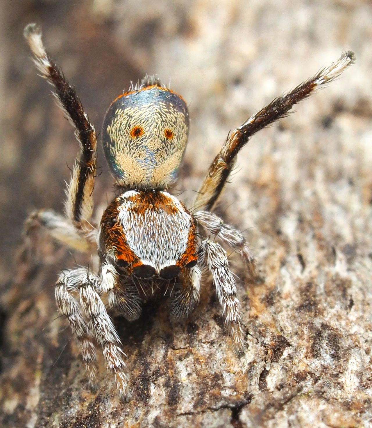 The peacock spider M. inaquosus