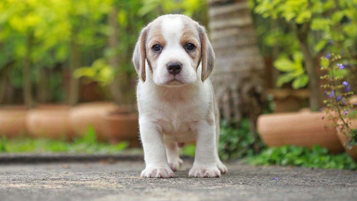 Beagle puppy