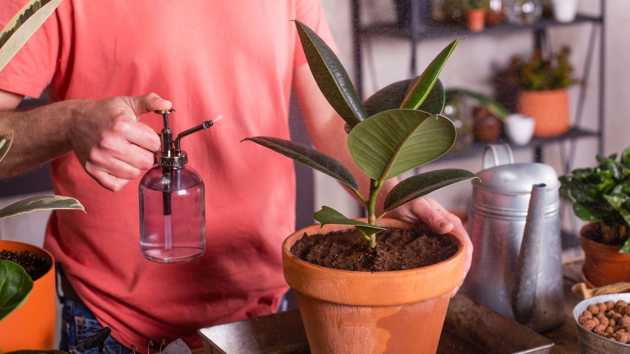 rubber plant in a plant pot being sprayed with water 