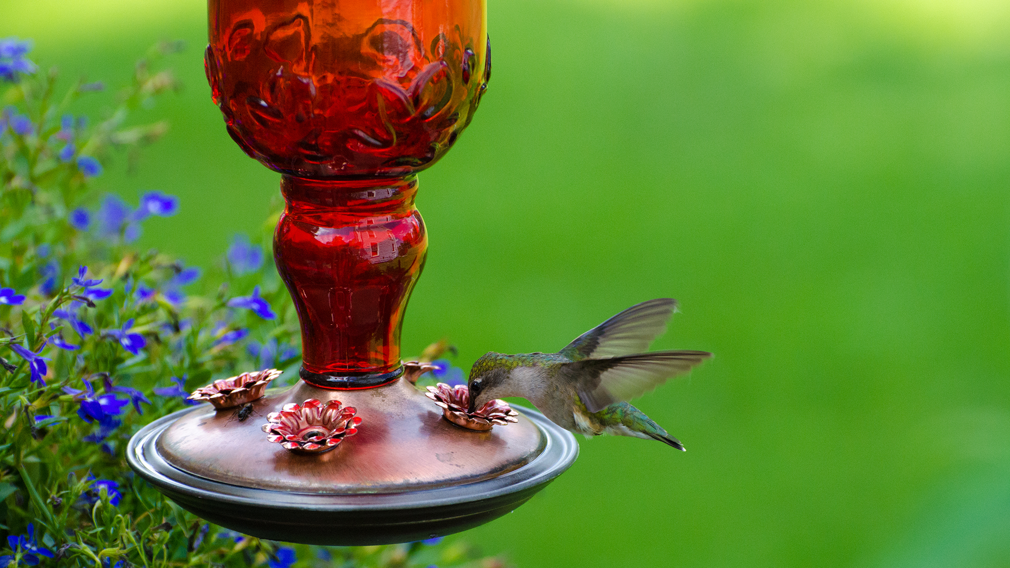 Hummingbird feeding on a garden feeder