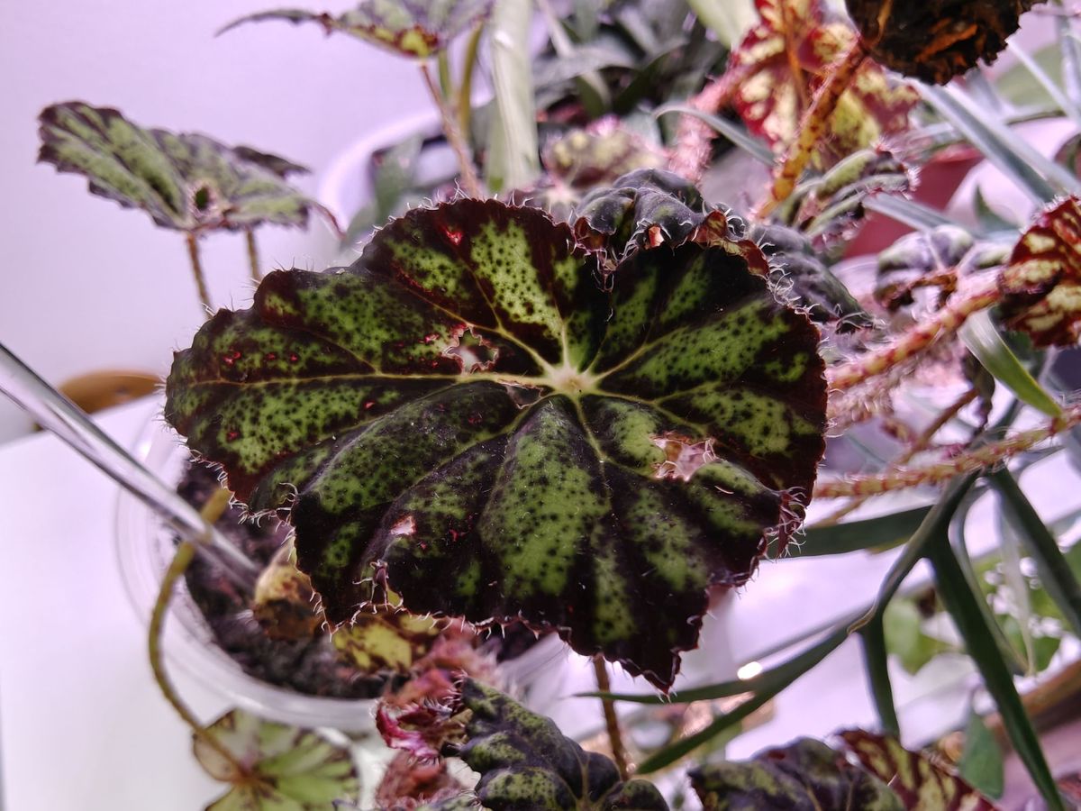 OnePlus 13 macro sample.