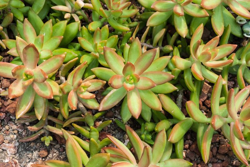 Tips & Information about Sedums | Gardening Know How