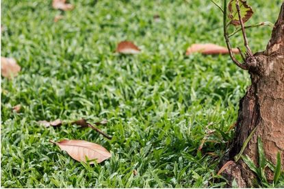 Turns Out, Bay Leaves Don't Actually Last Forever