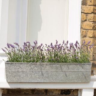 Embossed galvanised window trough with lavender