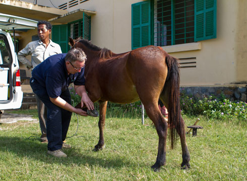 Tom_Burch_MBE_CREDIT_WORLD_HORSE_WELFARE_Inspecting-Cambodian-horses-shoe.jpg