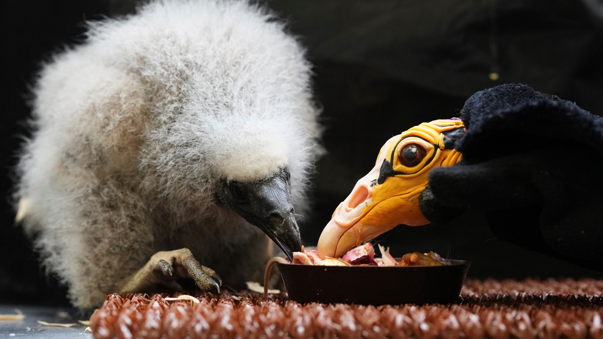 A yellow-headed vulture