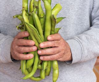 Hands holding fresh fava beans