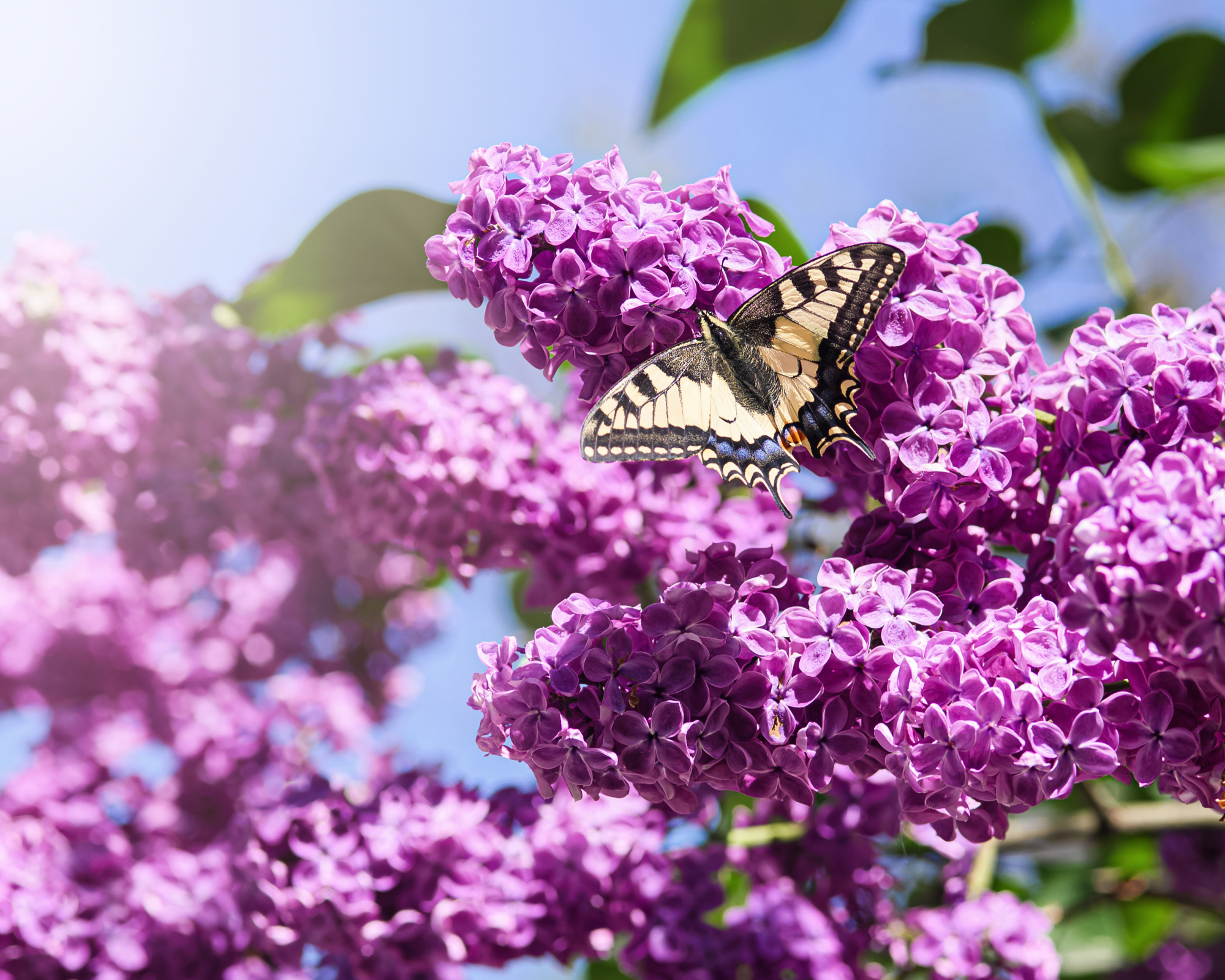 Natural texture spring background. Lilac blossoms close-up and a large beautiful butterfly.