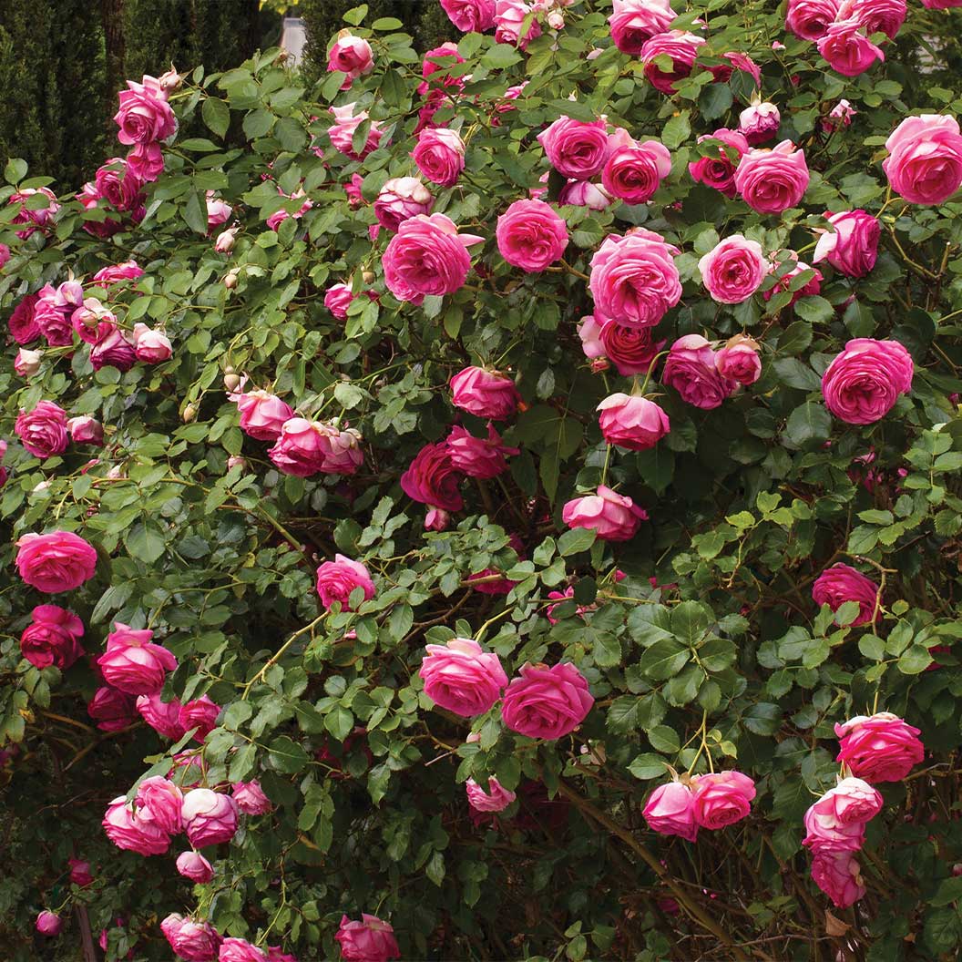 Pretty in Pink Eden Climber&amp;reg; Rose
