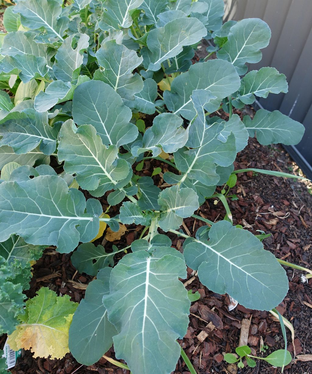 How to grow calabrese our green broccoli planting guide Gardeningetc