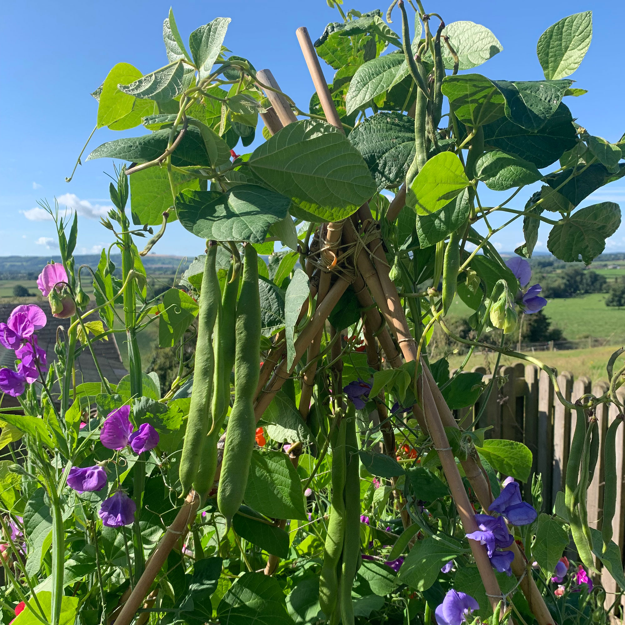 Close up of sweet peas and runner beans on wooden support