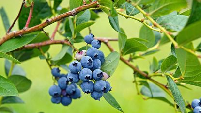 blueberries growing on bush