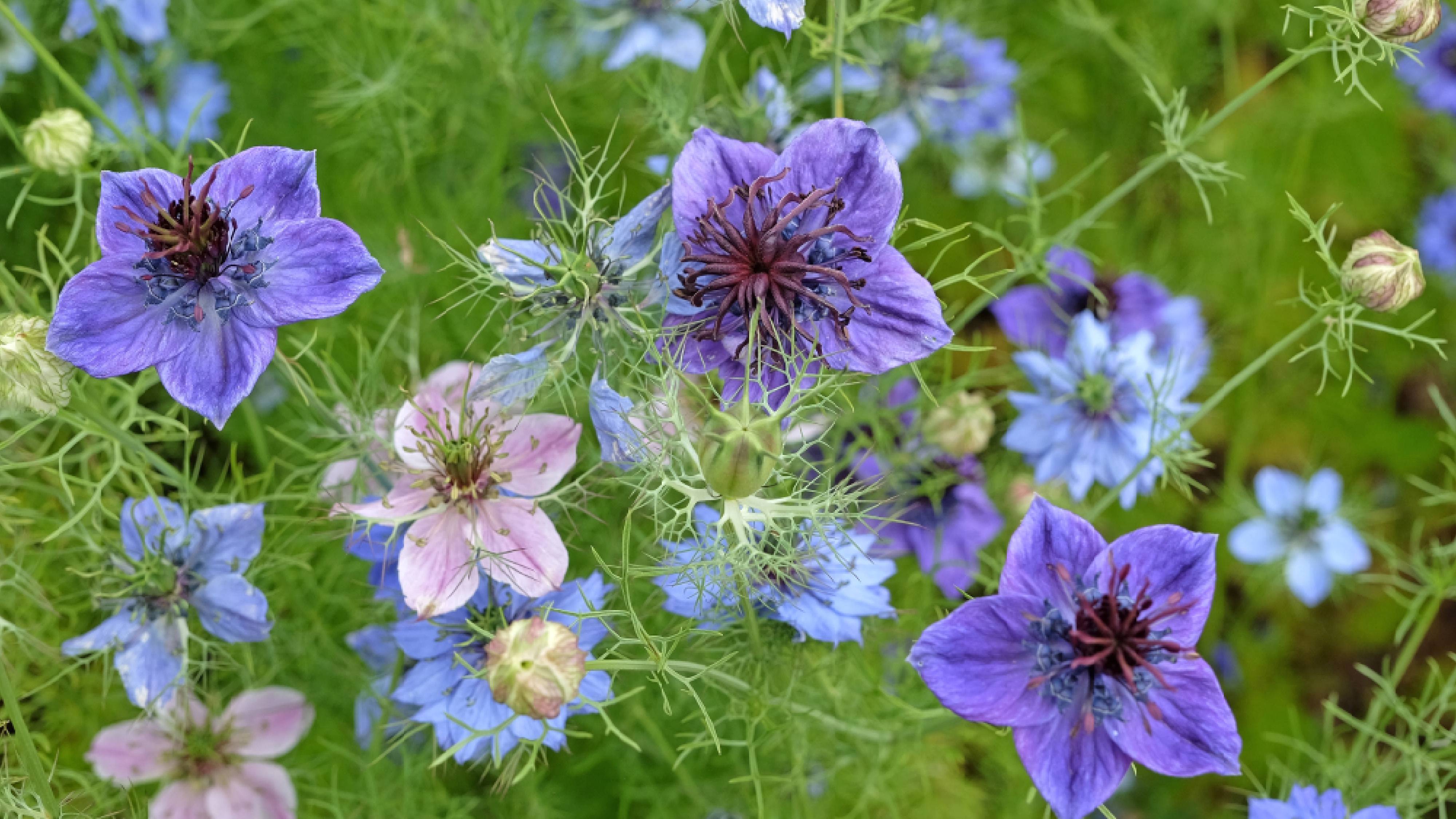 Nigella