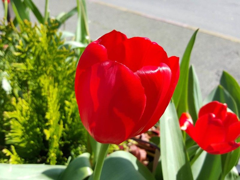 Samsung Galaxy S6 photo sample