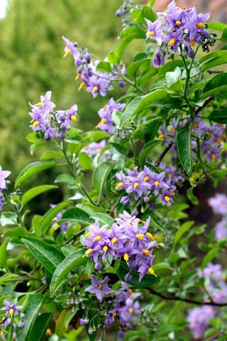 Chilean potato vine