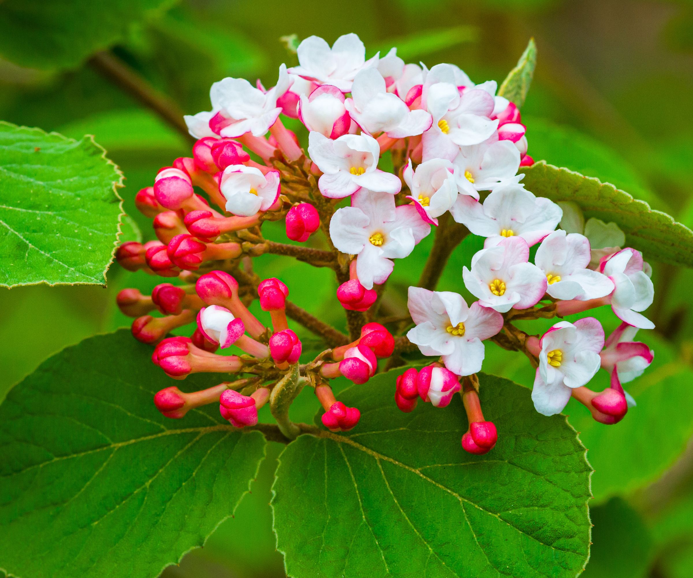 Close up of the early blossom of a Korean Spice Viburnum (Viburnum carlesii) bush in a Cape Cod garden.