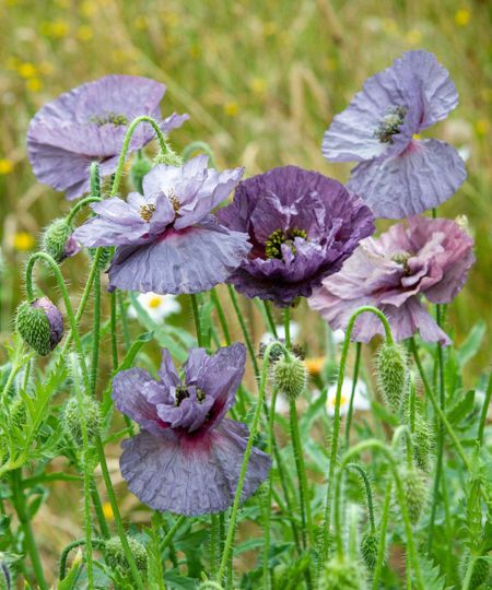 amazing grey poppies