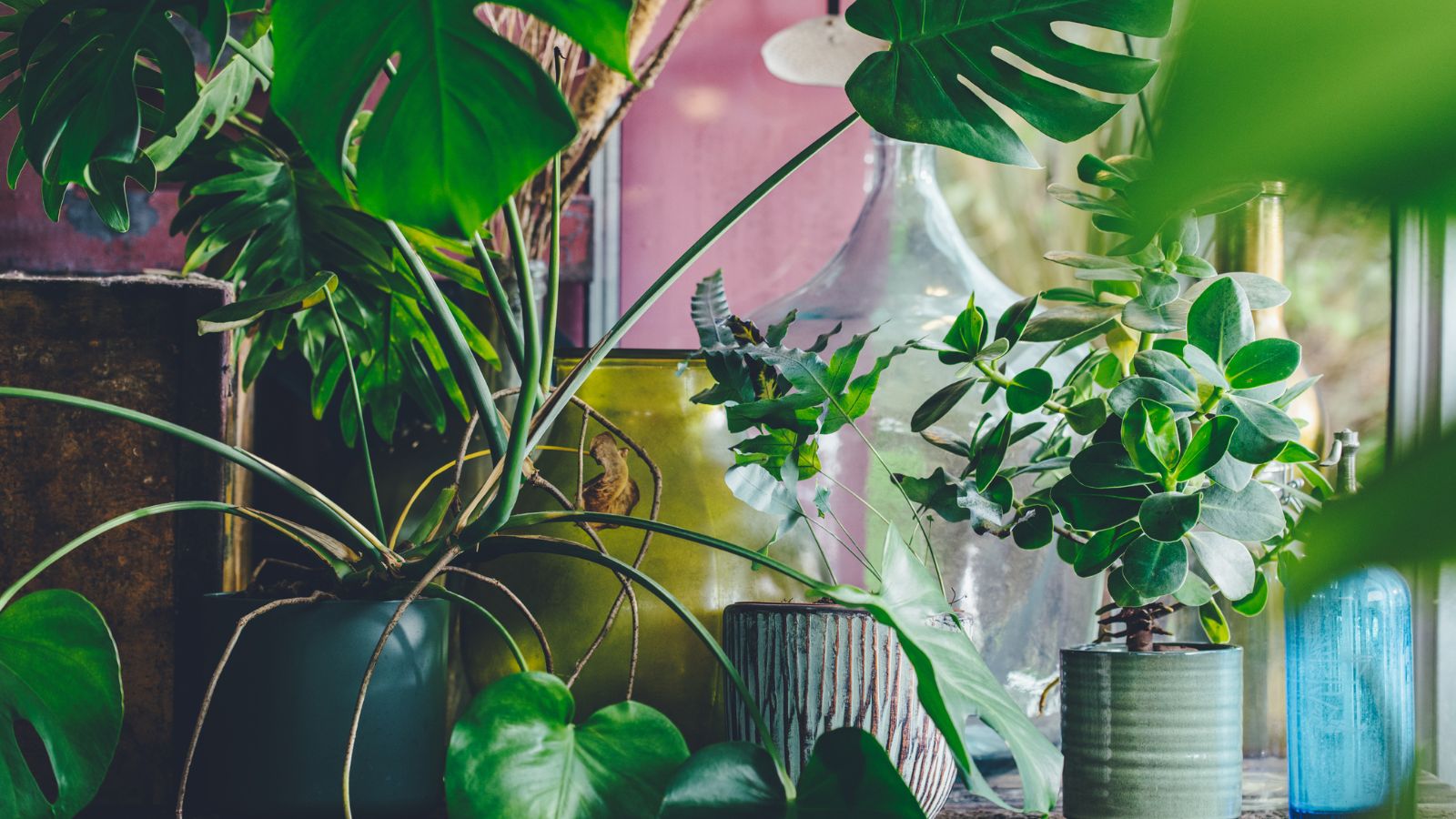 Interior of a small greenhouse with a lot of green houseplants. Boho style. 