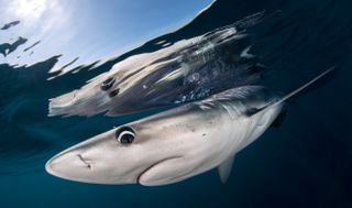 Curious blue shark inspects the photographer’s camera gear, Azores. Ocean Photographer of the Year 2024 finalist