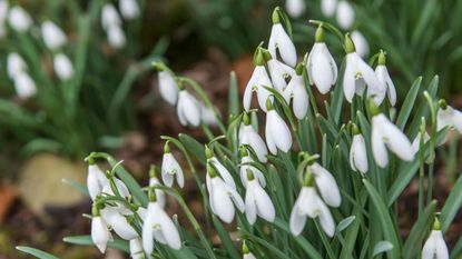 Closeup of flowering snowdrops