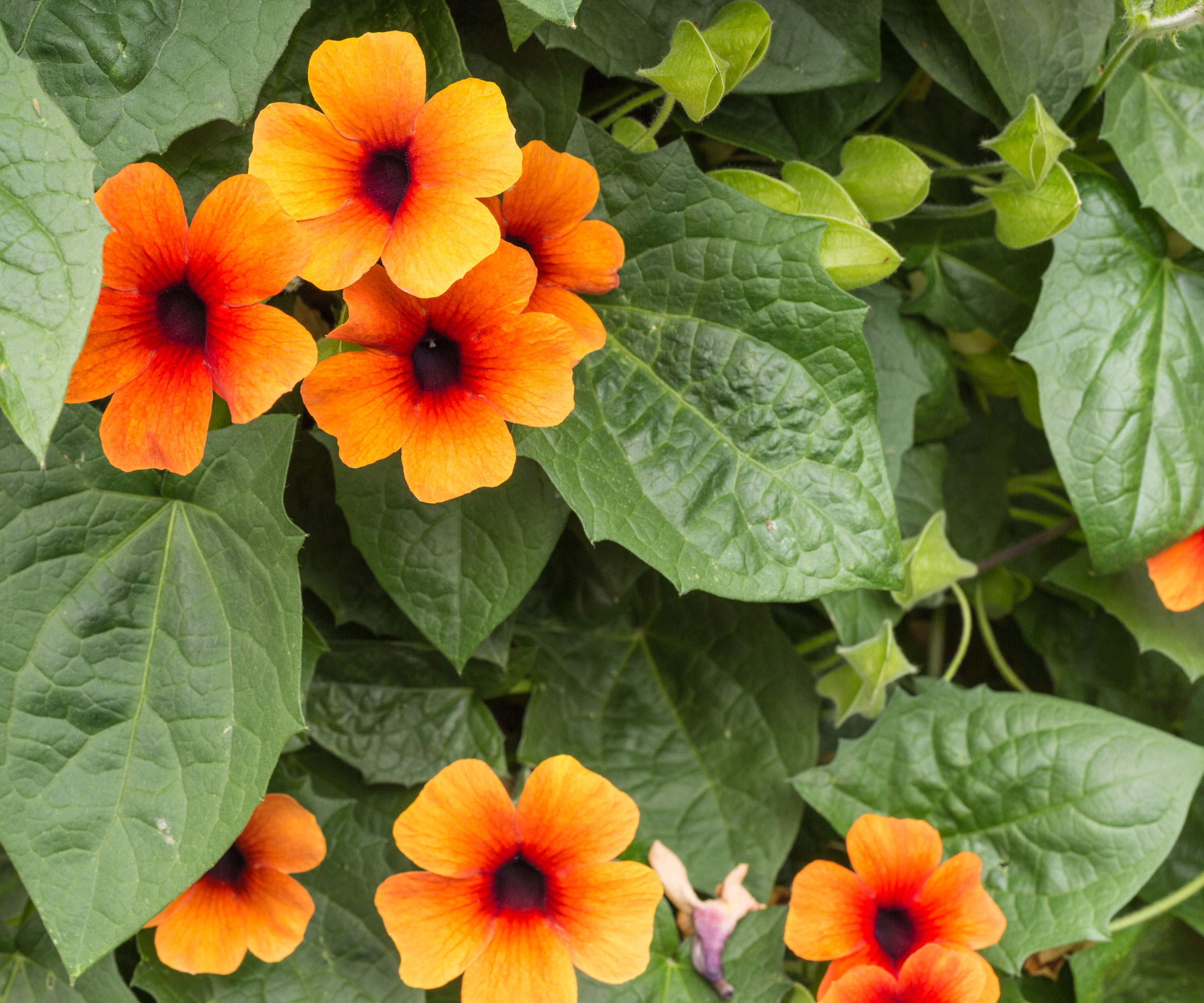 black eyed Susan vine with orange flowers