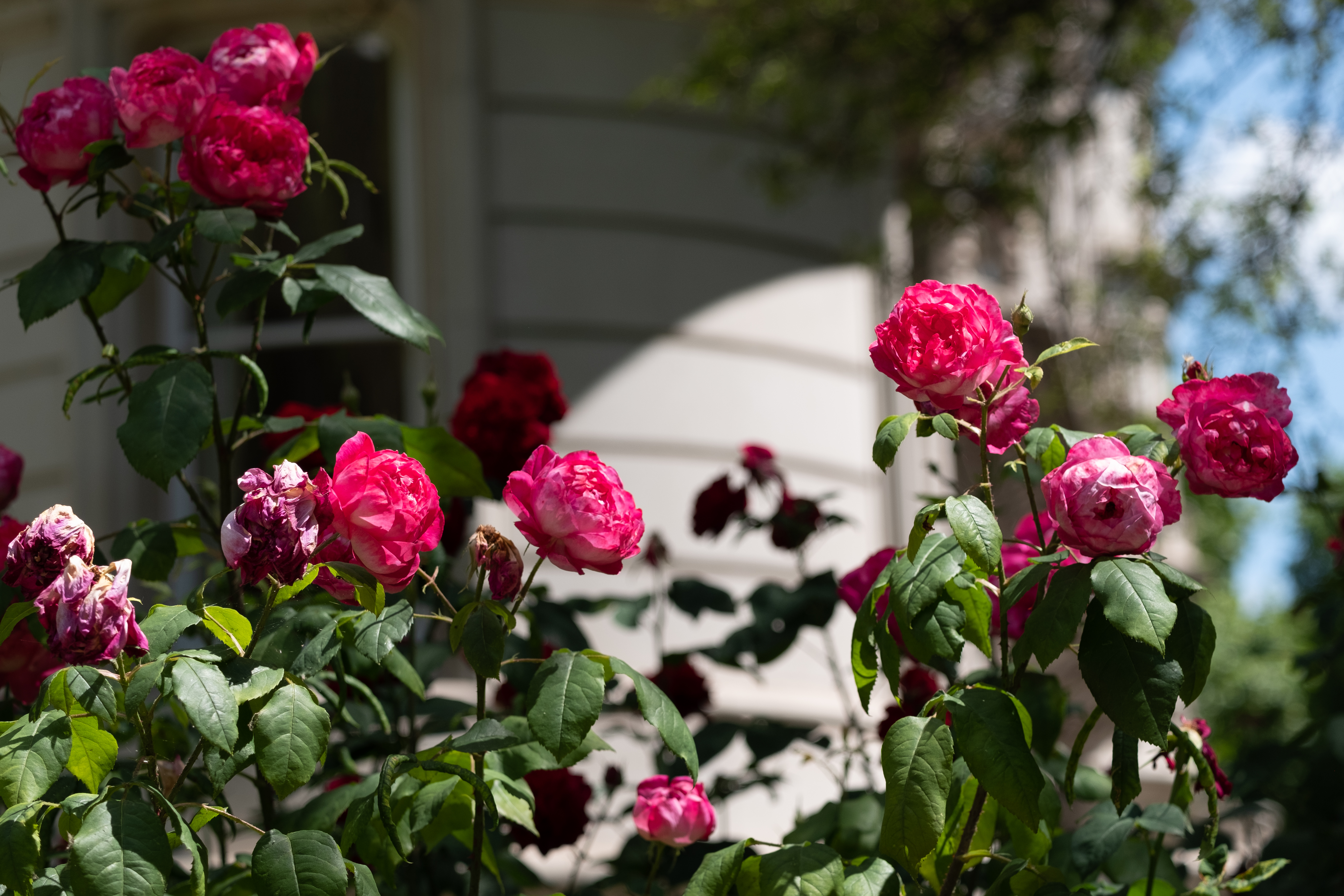Pink roses caught in sunlight